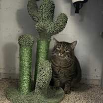 Thumbnail photo of Tommy #3