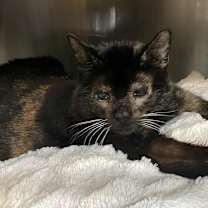 Thumbnail photo of Baby #4