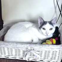 Thumbnail photo of Dulce #2