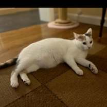 Thumbnail photo of Precious (Precious and Dulce) #2