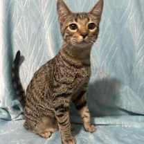 Thumbnail photo of Leo #2