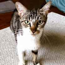 Thumbnail photo of Artemis #4