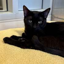 Thumbnail photo of Salsa #3