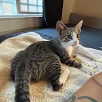 Thumbnail photo of Batcat #3