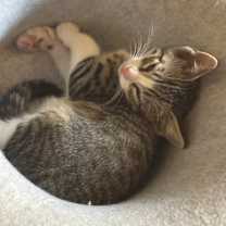 Thumbnail photo of Batcat #4