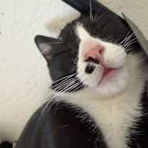 Thumbnail photo of Scurry #4