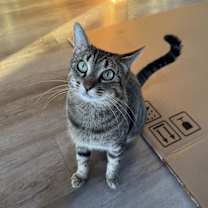 Thumbnail photo of Sagebrush #1