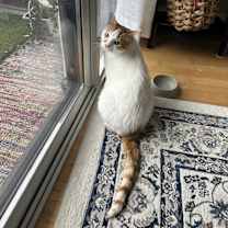 Thumbnail photo of Simsim- CP #3