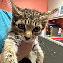 Thumbnail photo of Cumberbatch #3