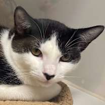 Thumbnail photo of Checkers #1