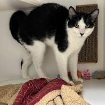 Thumbnail photo of Checkers #2