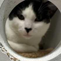 Thumbnail photo of Checkers #3