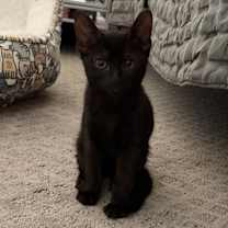 Thumbnail photo of Thor (pre-adopt) #1