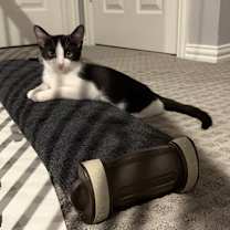 Thumbnail photo of Yoda (pre-adopt) #2