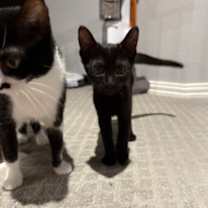 Thumbnail photo of Thor (pre-adopt) #2