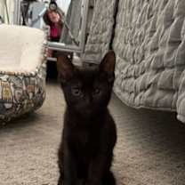 Thumbnail photo of Thor (pre-adopt) #3