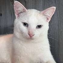 adopt-pet