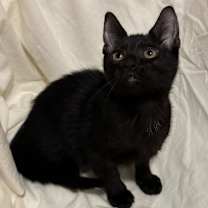 adopt-pet