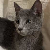 adopt-pet
