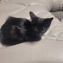 adopt-pet