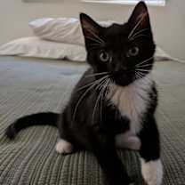 adopt-pet