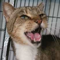 Thumbnail photo of Mr Bill #1