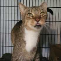 Thumbnail photo of Mr Bill #3