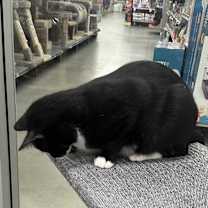 Thumbnail photo of Speedy #3