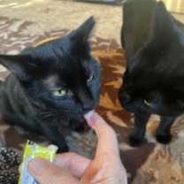 Thumbnail photo of Velvet #3