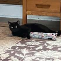 Thumbnail photo of Velvet #4