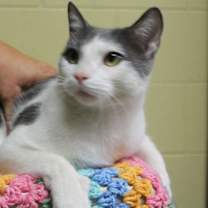 Thumbnail photo of Biscuit - 42510 #2