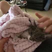 Thumbnail photo of Gracie #2