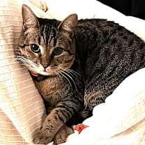 Thumbnail photo of Ziggy #3