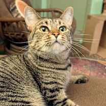 adopt-pet