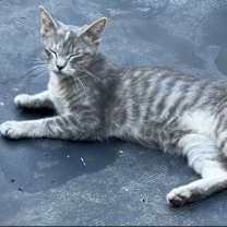 Thumbnail photo of Maddie the Majestic Princess #2