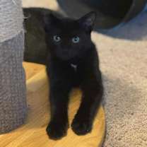 Thumbnail photo of Hulk #2