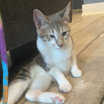 adopt-pet