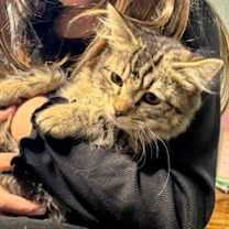 Thumbnail photo of Copper #1