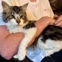 Thumbnail photo of Toffee #1