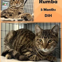Thumbnail photo of Mowie Rumba #1