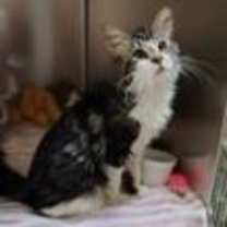 Thumbnail photo of Toffee #3