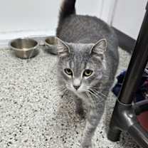 adopt-pet