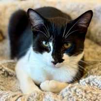 adopt-pet