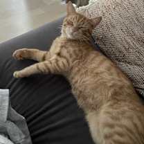 Thumbnail photo of Gus & Midnight #1