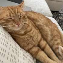 Thumbnail photo of Gus & Midnight #2