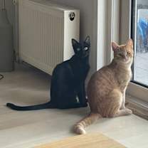 Thumbnail photo of Gus & Midnight #3