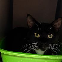 Thumbnail photo of Bootsie #1