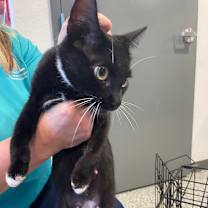 Thumbnail photo of Bootsie #2