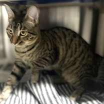 Thumbnail photo of Bailey #1