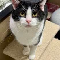 adopt-pet